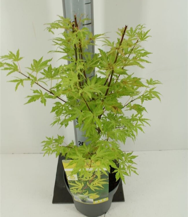 Acer Palm Anne Irene | Pot size 19 | Per piece