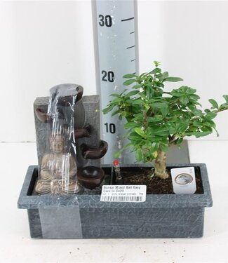 ME Bonsai Mixed Ball Easy Care Fontein P29 | Per stuk