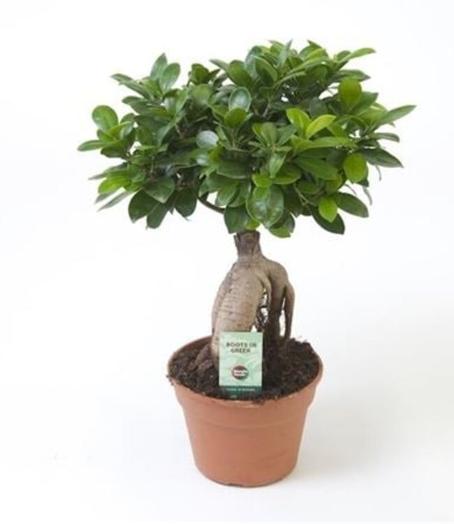 Ficus Micr. Ginseng | Topfgröße 17 | Pro 6 Stück