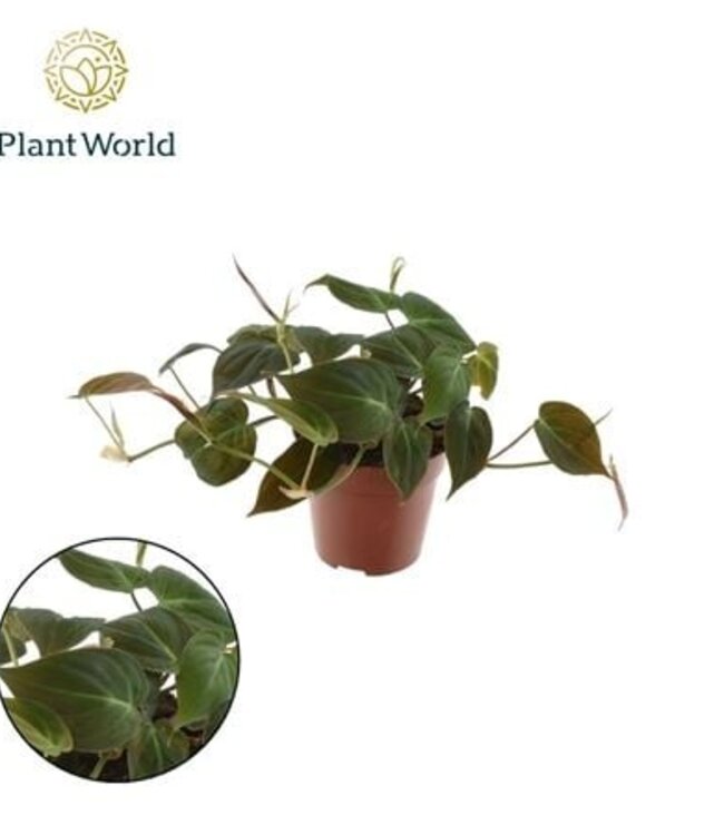 Philodendron Scandens Micans | Topfgröße 12 | 8 Stück