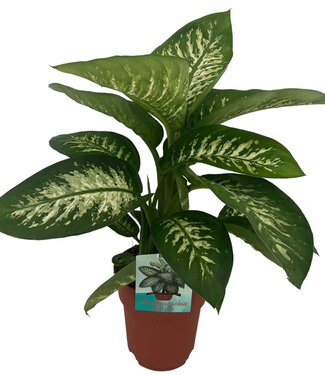 ME Dieffenbachia Tropic Snow | Pot size 19 | Each