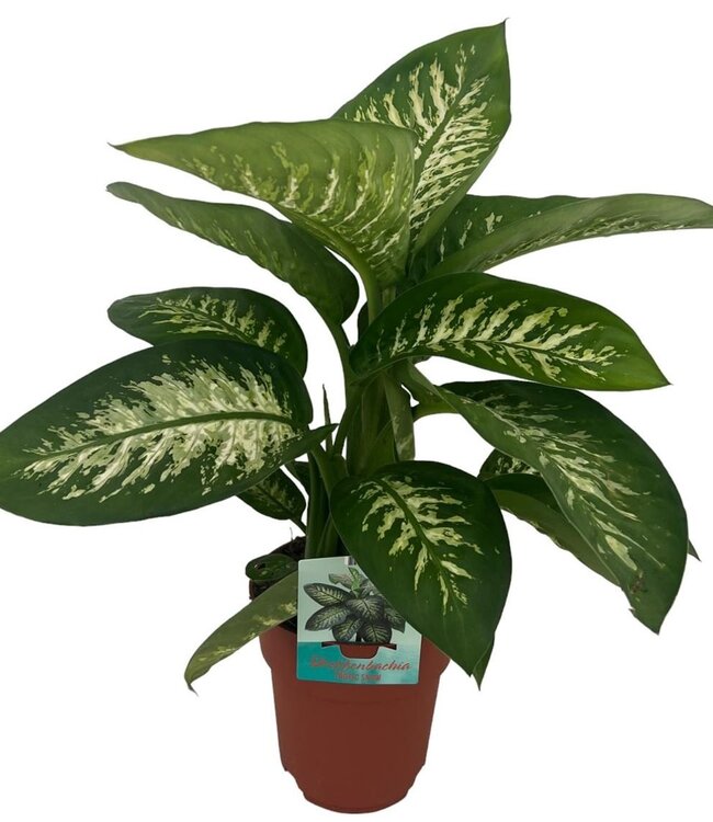 Dieffenbachia Tropic Snow | Pot size 19 | Each