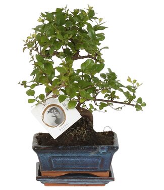 ME Bonsai 'sageretia' In Ø15cm Ceramic S-shape | Pot size 15 | Per piece