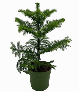 ME Araucaria | Per 7 pieces