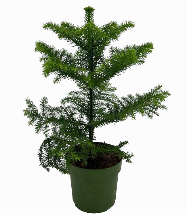 Araucaria | Per 7 pieces