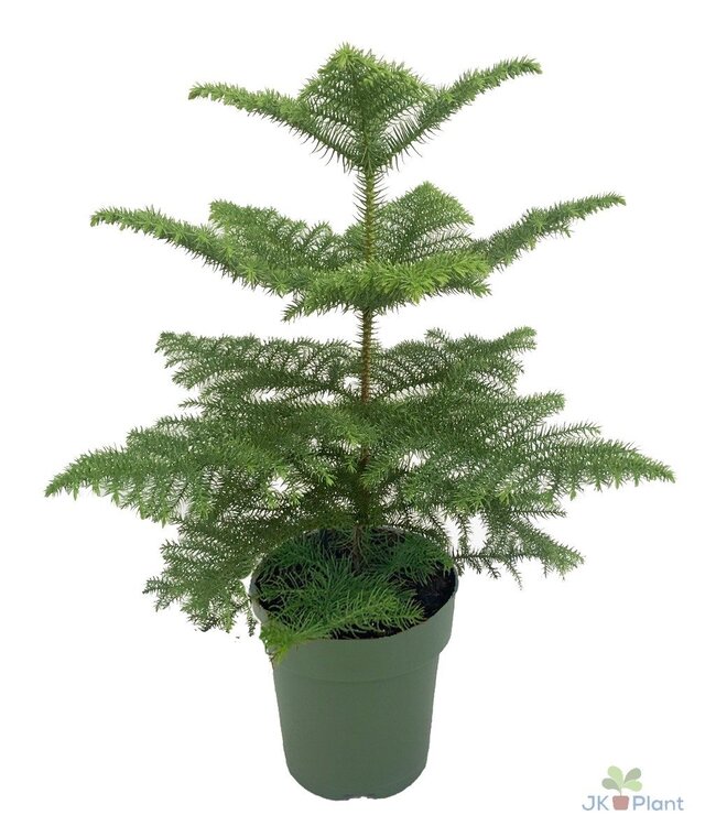 Araucaria | Per stuk