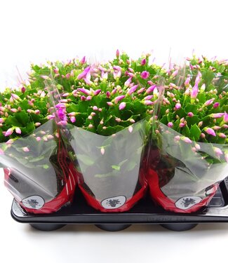 ME Schlumbergera 17 cm rose | Par 6 pièces