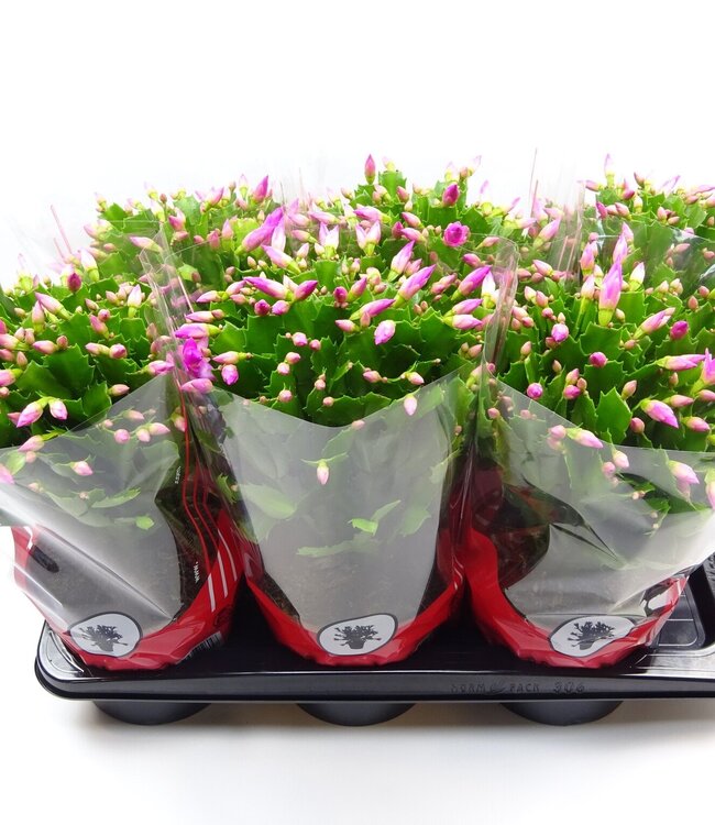 Schlumbergera 17 cm rose | Par 6 pièces