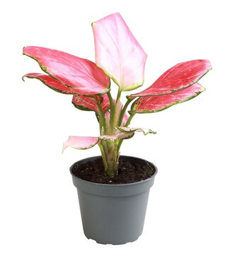 ME Aglaonema Red Dragon | Per 12 pieces