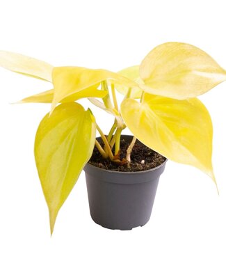 ME Philodendron Neon | Per 12 pieces