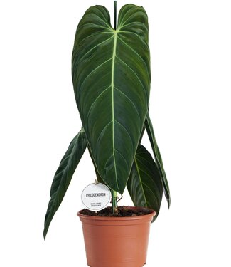 ME Philodendron Melanochrysum | Per 2 stuks