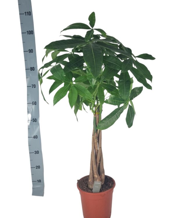 Pachira Aquatica 21 cm | each