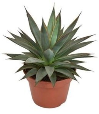 ME Agave Shaka Koko | Pot size 15 | Per 3 pieces