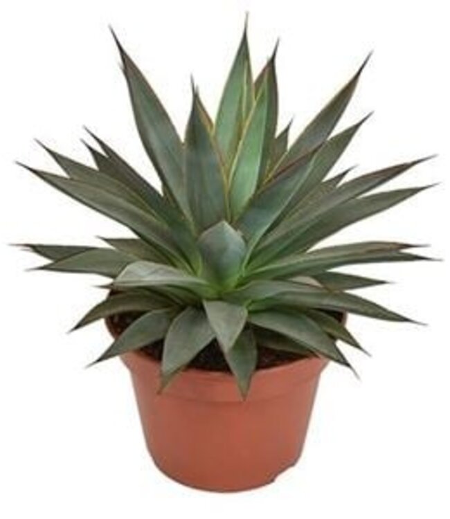 Agave Shaka Koko | Pot size 15 | Per 3 pieces