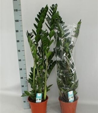 ME Zamio Zamiifolia | Pot size 21 | Each