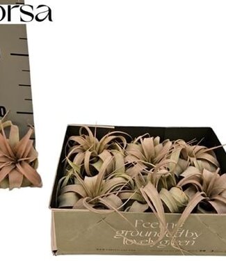 ME Tillandsia Xerographica Dia P10 | Per 6 pieces