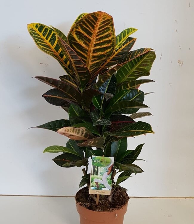 Codiaeum Petra | Pro Stück