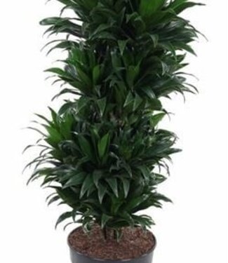 ME Dracaena Compacta Branched | Pot size 27 H100 | Par pièce