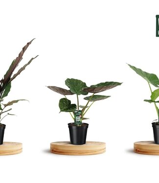 ME Alocasia Gemengd | Potmaat 19 | Per stuk