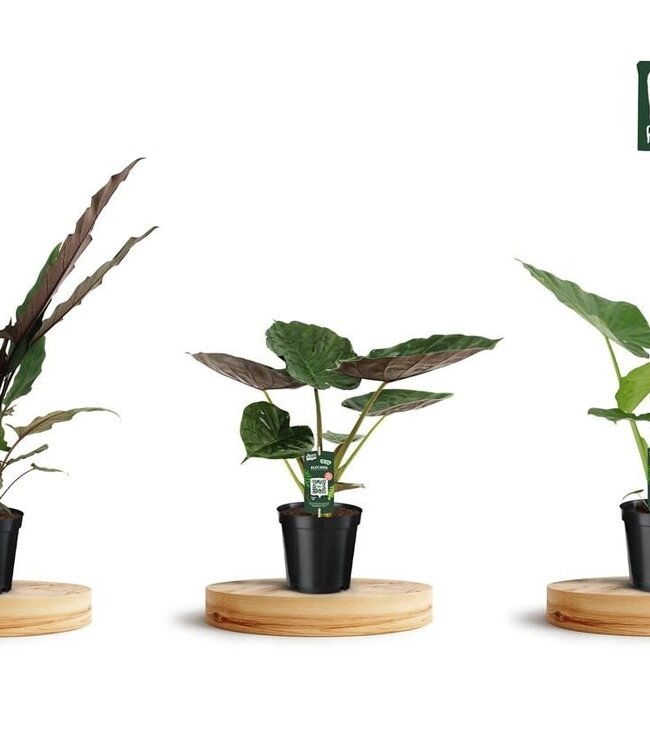 Alocasia Gemengd | Potmaat 19 | Per stuk