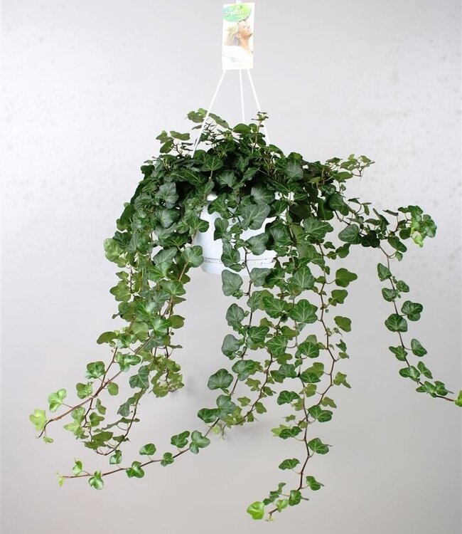 Hedera Helix Wonder | Potmaat 17 H90 | Per stuk