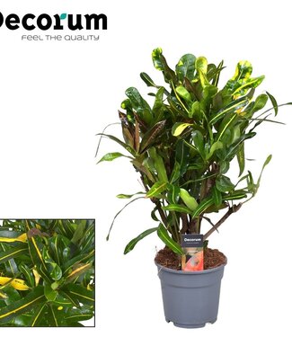 ME Croton Mammi Yellow branched (Decorum) | Per piece