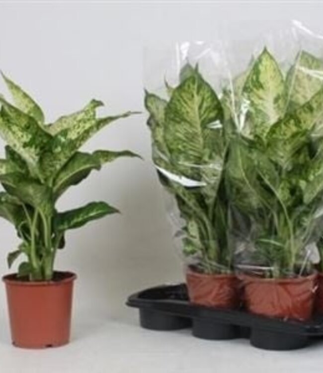 Dieffenbachia Ov Mars | Pot de 17 | Par 5 pièces