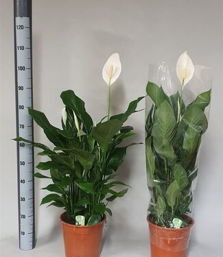 ME Spathiphyllum Sweet Silvana | Pot size 24 | Each