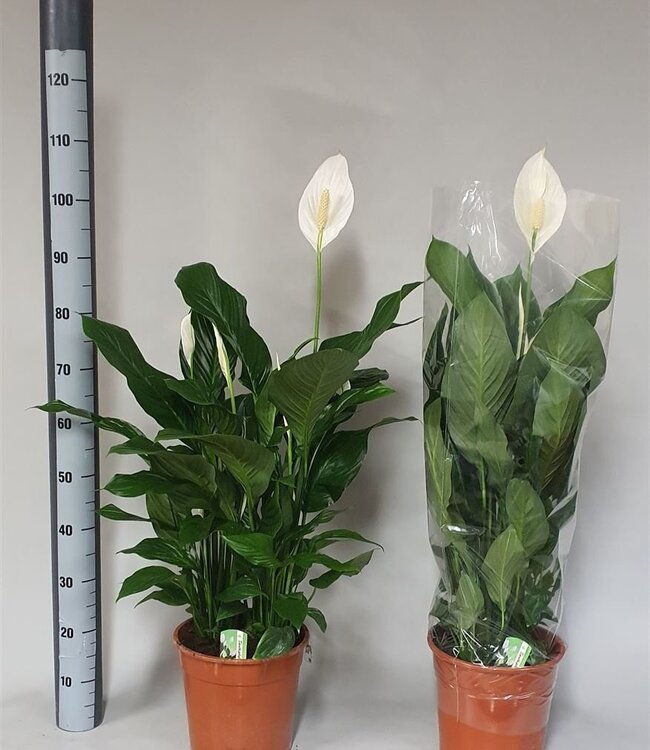 Spathiphyllum Sweet Silvana | Topfgröße 24 | Einzeln