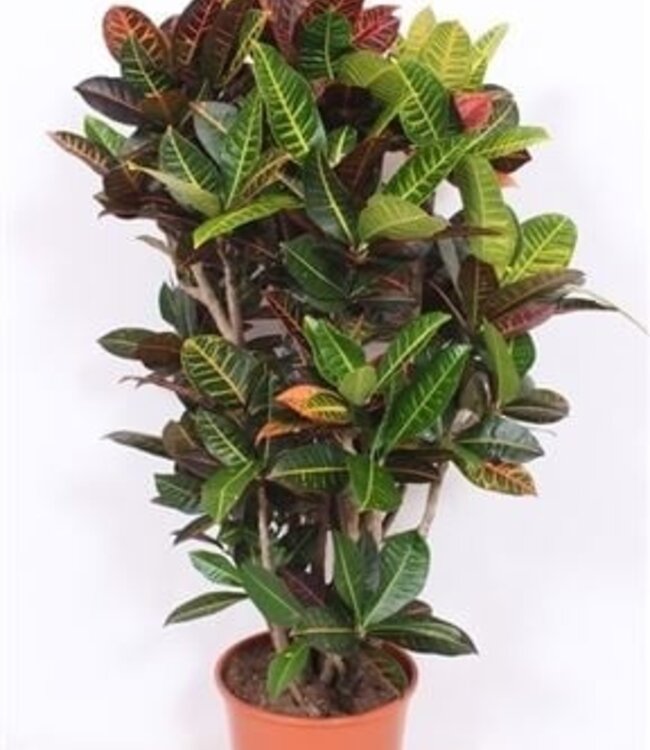 Codiaeum Petra (croton Petra) | Taille du pot 30 | Chaque