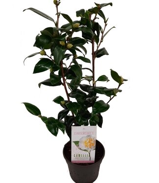 ME Camellia japonica 'Brushfield's Yellow' 15 cm | Per 6 pieces