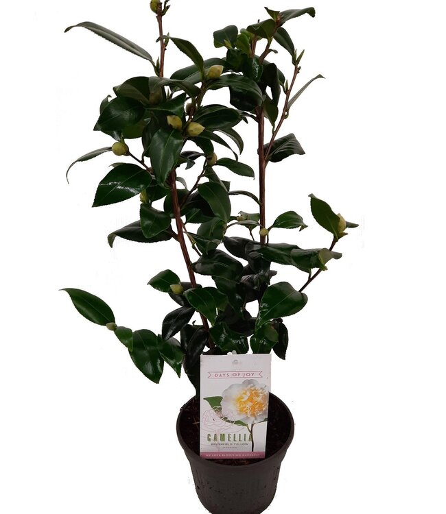 Camellia japonica 'Brushfield's Yellow' 15 cm | Par 6 pièces