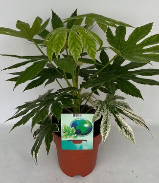 ME Fatsia Spinnennetz | Pro 5 Stück