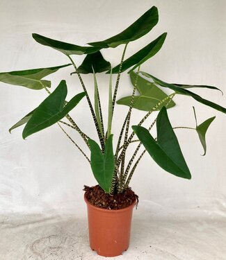 ME Alocasia Zebrina | Taille du pot 27 | Chaque