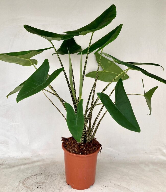 Alocasia Zebrina | Taille du pot 27 | Chaque