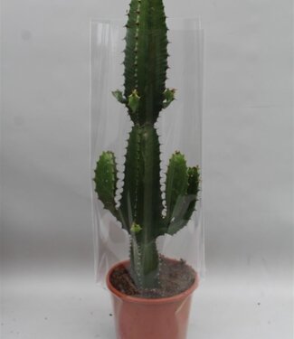 ME Euphorbia Acrurensis | Pot size 17 | Per 6 pieces