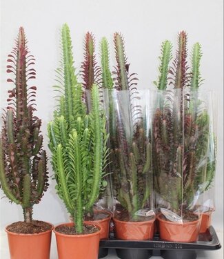 ME Euphorbia Mix Green/rubra | Pot size 17 | Per 6 pieces