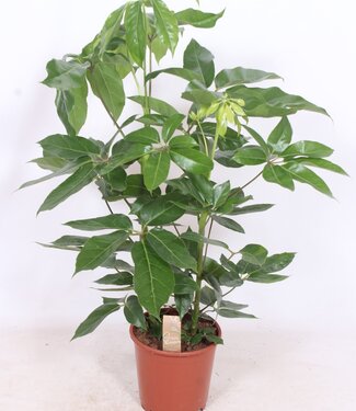 ME Schefflera actinophylla 'Amate' | Per stuk