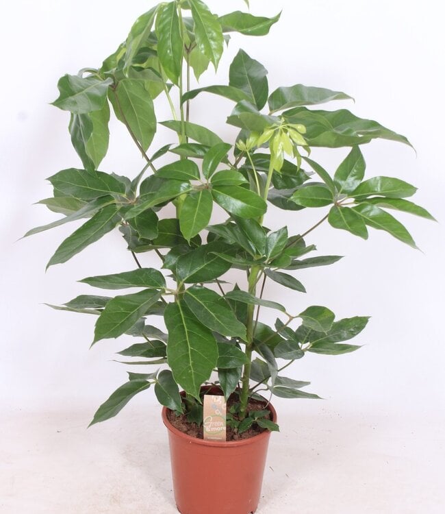 Schefflera actinophylla 'Amate' | par pièce