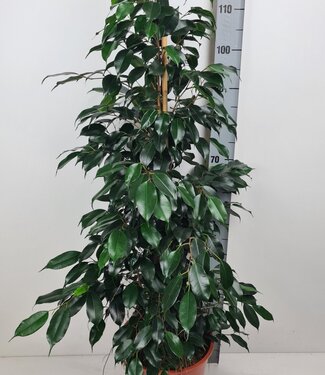 ME Ficus Danielle | Pro Stück