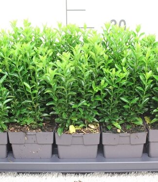 ME Euonymus japonicus 'Green Spire' | Pot size 13 pot grown | Per 10 pieces