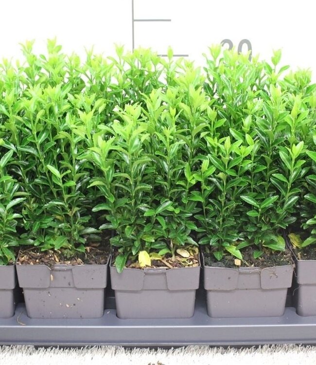 Euonymus japonicus 'Green Spire' | Pot size 13 pot grown | Per 10 pieces