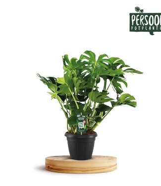 ME Monstera Deliciosa 35 | Per piece