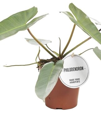 ME Philodendron Atabapoense | Pot 12 | Par 6 pièces