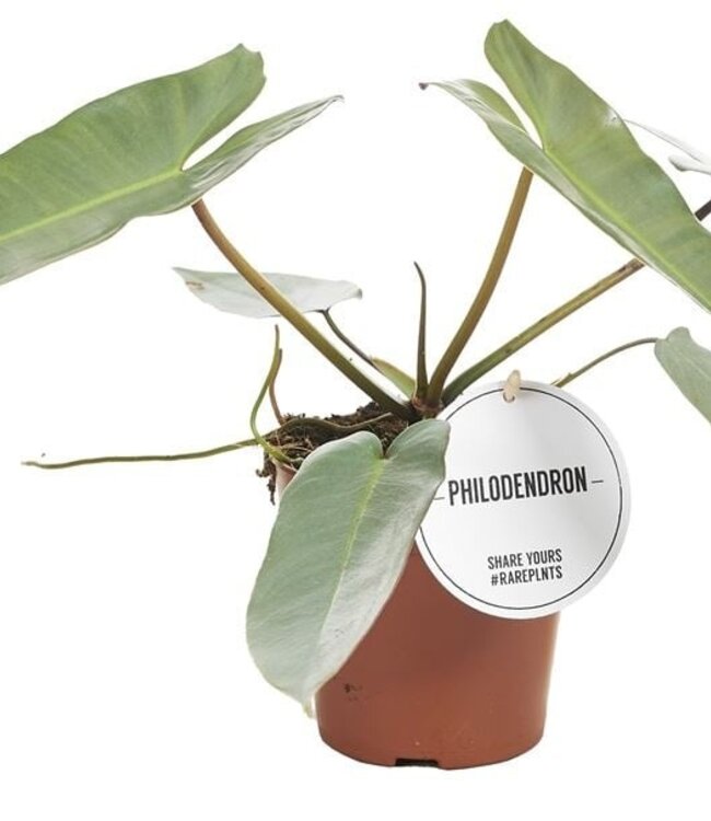 Philodendron Atabapoense | Pot size 12 | Per 6 pieces