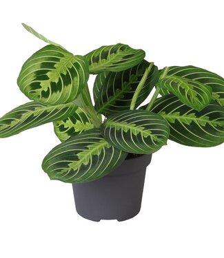 ME Calathea Lemon Lime | Pot 12 | 8 pièces