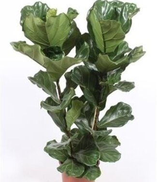 ME Ficus Lyrata 2 Per Pot | Pot size 27 | Each