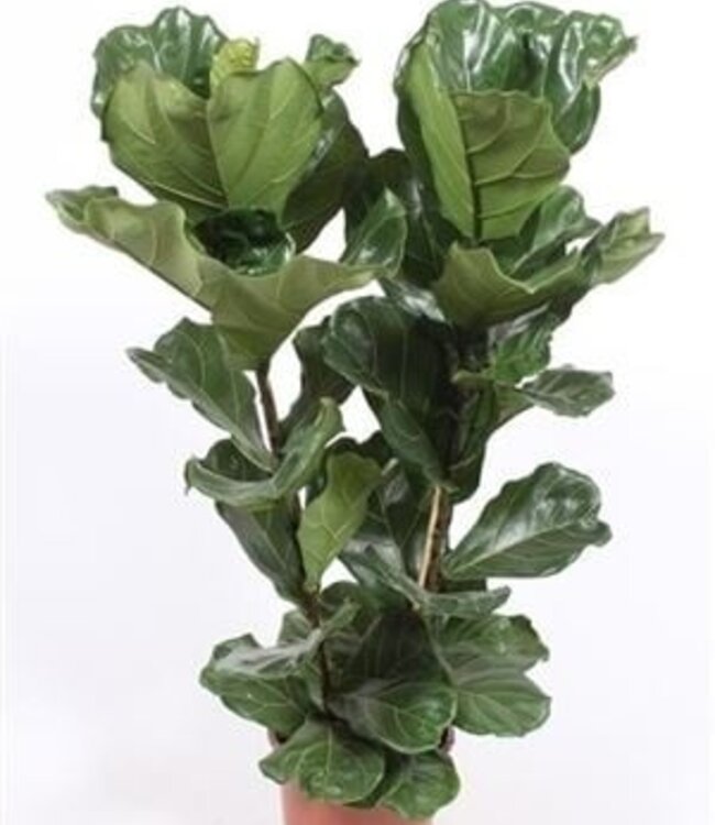 Ficus Lyrata 2 par pot | Taille du pot 27 | Chaque