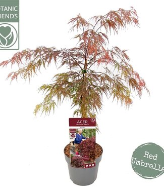 ME Acer Palm. 'garnet' | Taille du pot 19 | Chaque