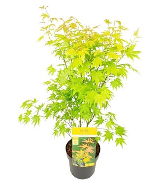 ME Acer Palm. 'orange Dream' | Pot size 19 | Each